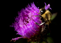 Botanic Garden Bees